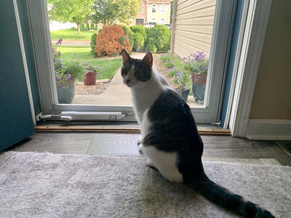 /Images/uploads/Cat Welfare Association/CatWelfare/entries/33890thumb.jpg